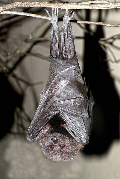 Pseudotuberkulóza v kolonii kaloňů zlatých (Pteropus rodricensis)