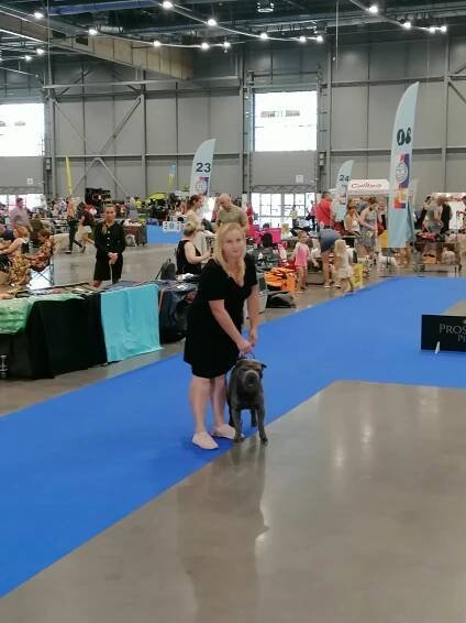 Mezinárodní výstava psů Brno :: Sharpei-cz