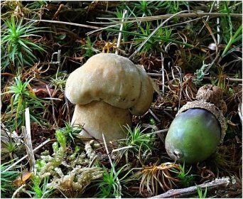 V lesích v okolí Vyškova nyní najdete hlavně babky. Rostou ale i kozáci, klouzci a další houby.