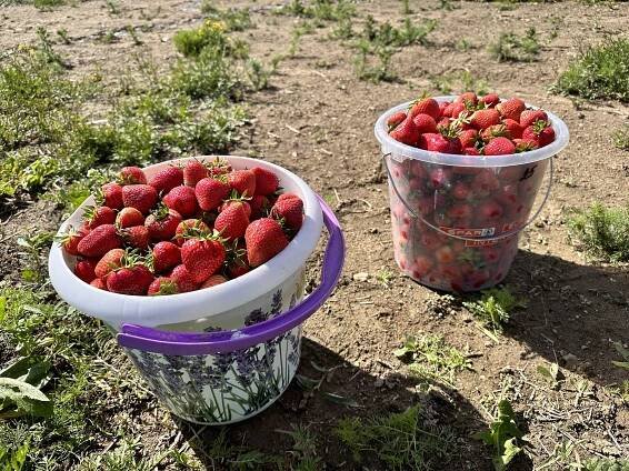 Na plantáži v Dolní Pěně začal samosběr. Zákazníci si odnášeli kilogramy jahod