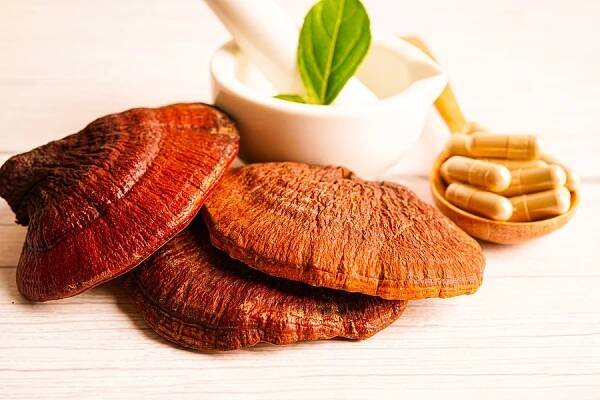Reishi vs Hericium: Jaké jsou jejich rozdíly a co mají společného - Reishi, Ganoderma, Lingzhi, Lesklokorka lesklá
