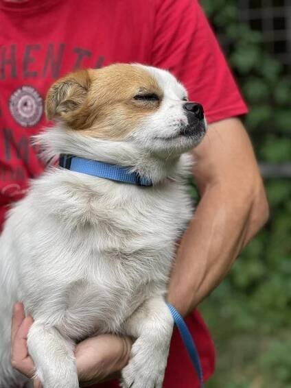 Psi k adopci z útulků, azylů a neziskových organizací
