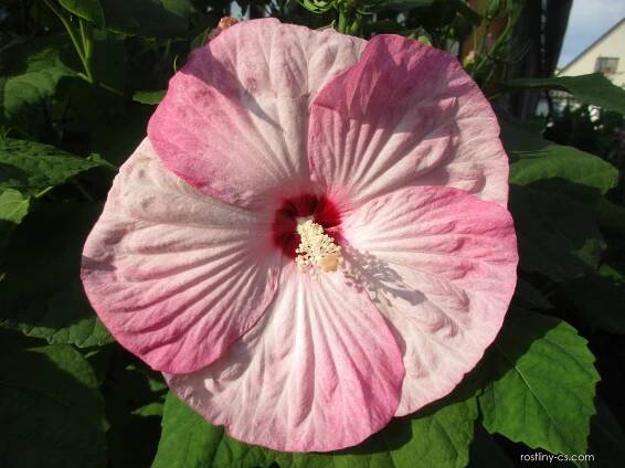 Ibišek bahenní (Hibiscus moscheutos)