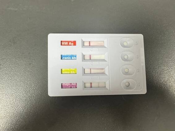 Pozitivní SNAP test na anaplasmu nebo borelii u psa: Co to skutečně znamená? - uVeterinarky.cz