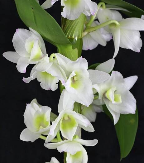 Dendrobium nobile