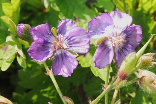 Geranium phaeum " Censation™ Kora " - kakost Zahradnictví Krulichovi - zahradnictví, květinářství, trvalky, skalničky, bylinky