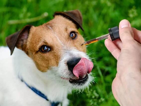 best-cbd-oil-for-dogs-078151