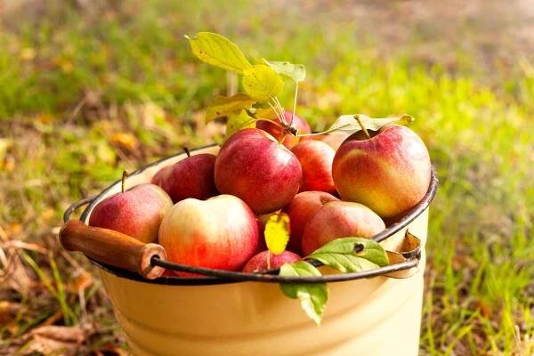 Thornton River Orchard & Market LLC