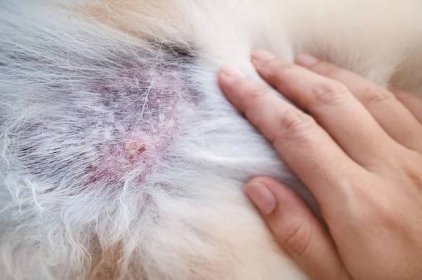 dermatitida u psa,vykazují onemocnění na kůži psa - pes do kabelky - stock snímky, obrázky a fotky