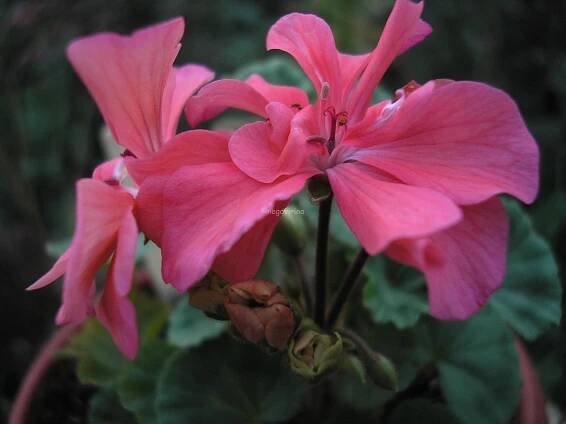 Brookside Tango