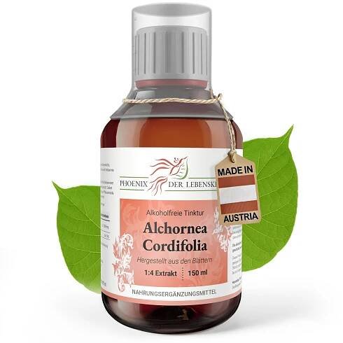 Christmas Bush (Alchornea cordifolia) - alkoholfreie Tinktur