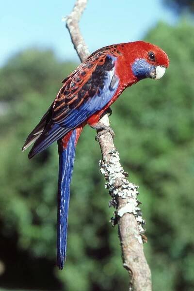 Crimson Rosella Facts, Care as Pets, Diet, and Pictures