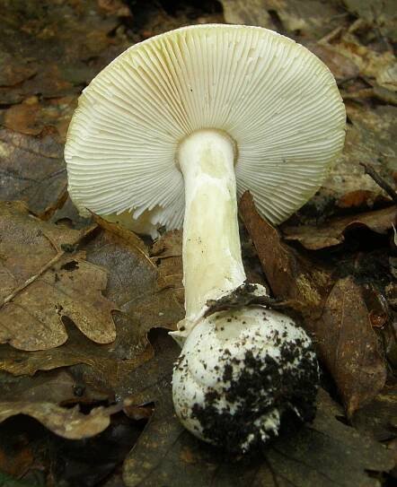 Amanita gemmata - muchomůrka slámožlutá