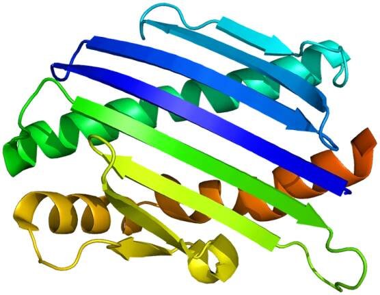 Endothelial protein C receptor - Wikipedia