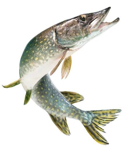 sladkovodní štika (esox lucius) vyskakují z vody - sladkovodní ryba - stock snímky, obrázky a fotky