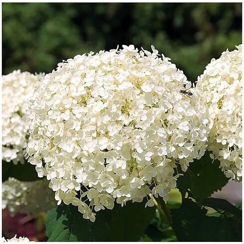 Hydrangea arborescens 'Annabelle', hortenzie velkolistá, výška sazenice 40-60 cm, kontejner - Zahrada Výstaviště