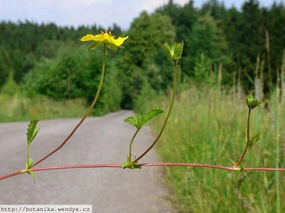 Herbář Wendys - Potentilla reptans - mochna plazivá