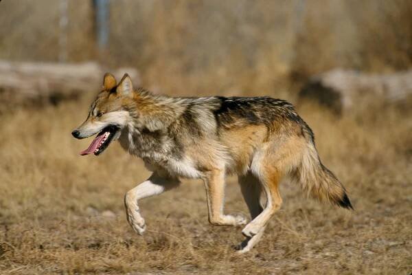 Canis lupus baileyi (vlk mexický) | BioLib.cz