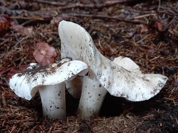 Obrázek - Tricholoma columbetta (čirůvka holubičí) | BioLib.cz