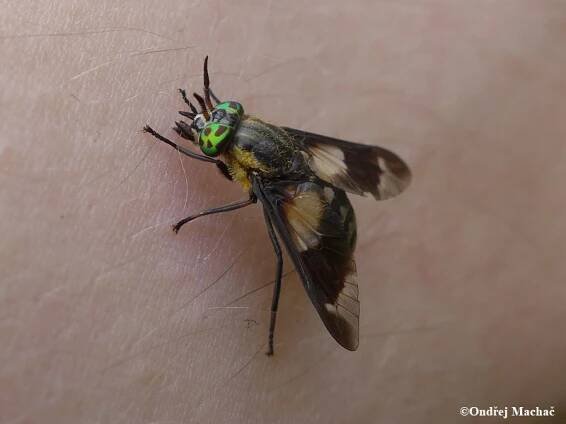 Chrysops caecutiens - bzikavka slepoočka | Tabanidae - ovádovití | Natura Bohemica