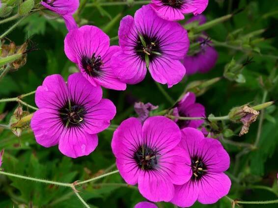 Základová fotografie na téma barevné květiny, barevné okvětní lístky, botanická zahrada, botanický, dekorativní rostliny