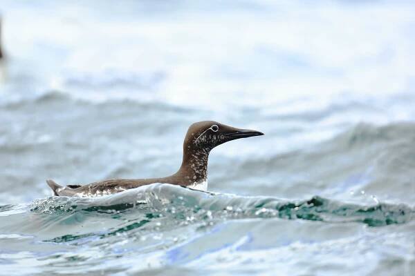 Razorbill Bird Facts | Alca Torda