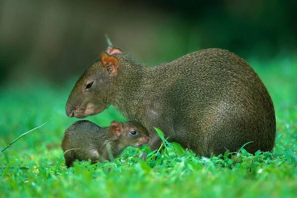 an agouti