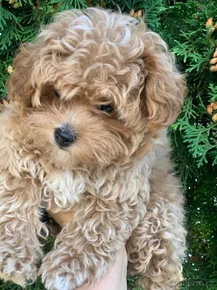 Maltipoo  F 1 mini