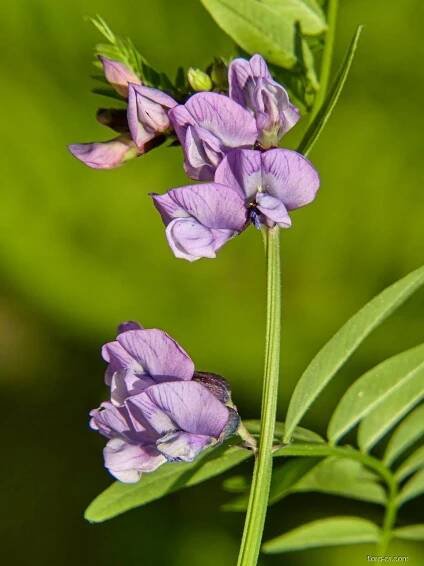 Vikev plotní (Vicia sepium)