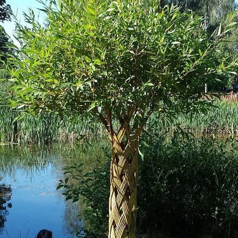 Americká pletená vŕba 140-160cm. Salix.