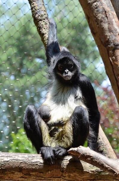 FOTO: Zoo Děčín hlásí odchov roku. Narodil se vzácný chápan