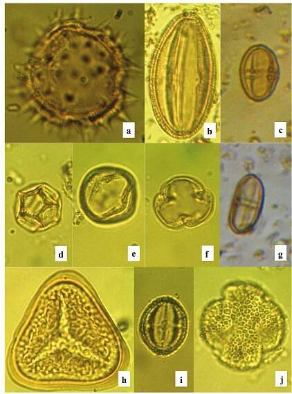 Figure 5. Pollen and spores from Awerele core, Orile-Owu, southwest Nigeria. a. Tridax procumbens (Asteraceae). b. Cissus sp. (Vitaceae). c. Spondianthus preusii Euphorbiaceae). d. Alternanthera sp (Amaranthaceae). e-f. Alchornea sp. (Euphorbiaceae). g. Antidesma cf. vogelianum (Euphorbiaceae). h. Fern spore/Trilete i. Margaritaria discoidea (Phyllanthaceae). j. Citrus cf. sinensis (Rutaceae). Magnification x1000 (a-j). 