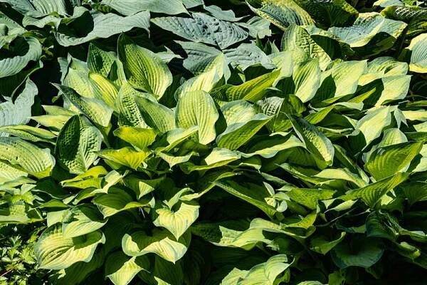 A close up of hostas growing in the garden, in the foreground is the 'Frances Williams' variety with yellowish leaves edged in dark green are pictured in bright sunshine.