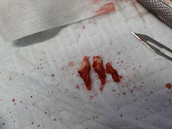 Rozsáhlý periapikální absces na premoláru horní čelisti - Veterinární klinika Zbraslav | VET 2.0 s.r.o.