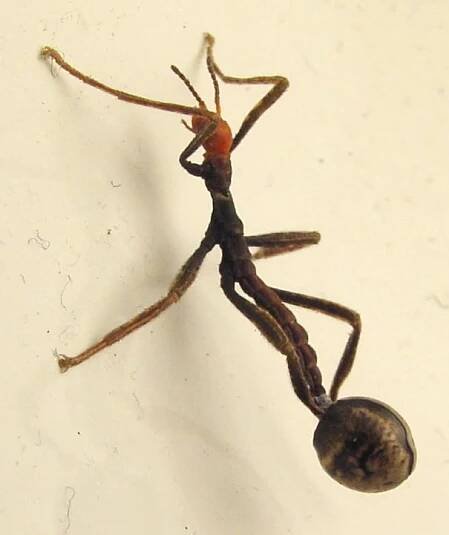 Soubor:Extatosoma.tiaratum.hatching.1.jpg – Wikipedie