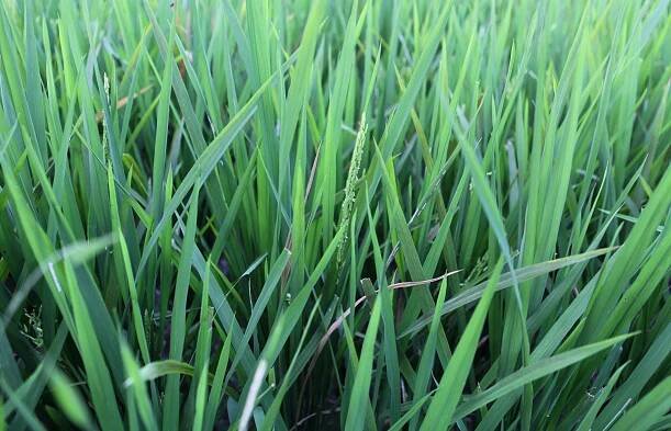 Oryza sativa (rýže setá) | BioLib.cz