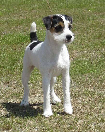 Septiemeciel Parson Jack Russell SeptiemeCiel Tia Maria