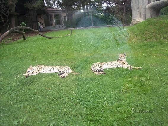 Dvůr Králové nad Labem - ZOO - Safary park Dvůr Králové
