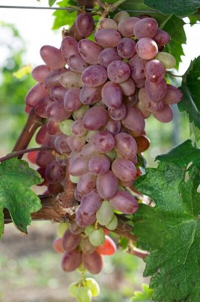 Vitis vinifera subsp. vinifera Rhea