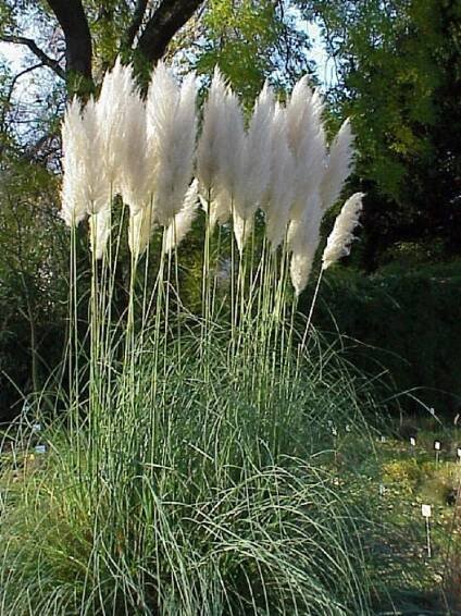 Soubor:Cortaderia selloana0.jpg