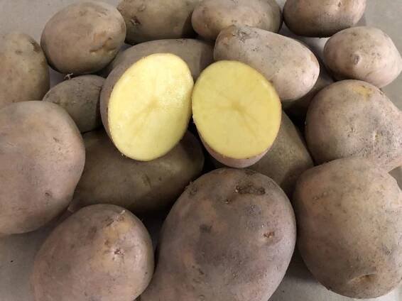 Usos de la patata agria