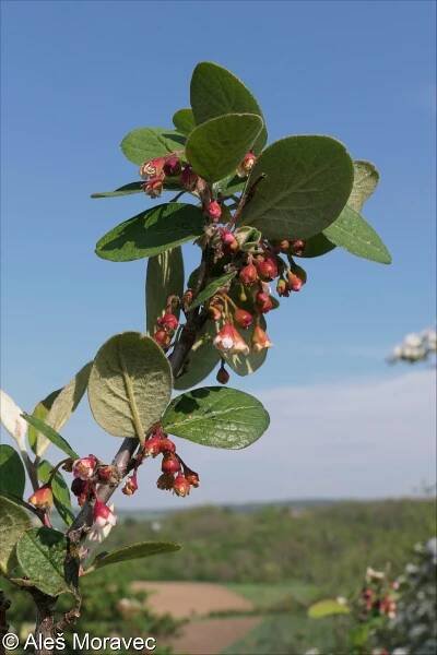 Cotoneaster laxiflorus – skalník černoplodý