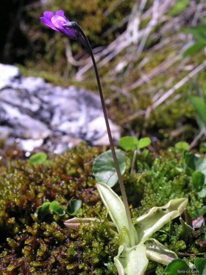 Tučnice obecná (Pinguicula vulgaris)