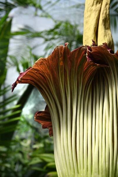 titan arum - zmijovec titánský - stock snímky, obrázky a fotky