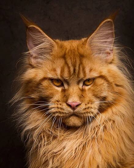 maine-coon-cat-photography-robert-sijka-55-57ad8f1b7ddd2__880