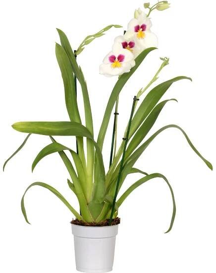 Speciální mix orchidejí průměr květináče cca 12 cm