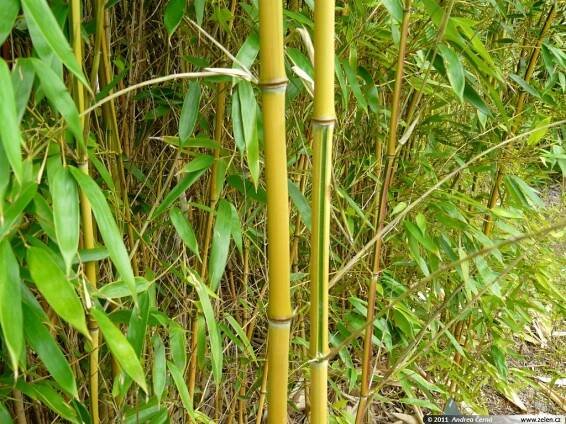 Phyllostachys aureosulcata Spectabilis listoklasec zlatopruhý