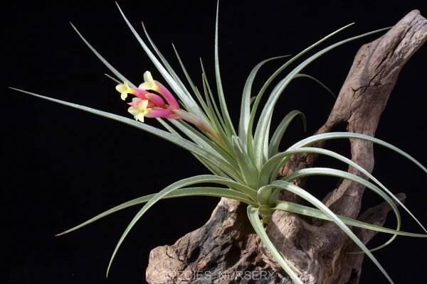 Tillandsia – SPECIES NURSERY