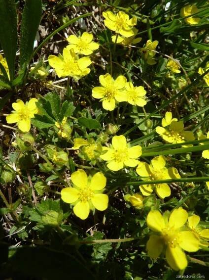 Mochna plazivá (Potentilla reptans)