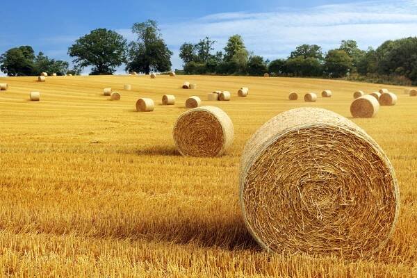 Hay Absolute Super Premium from hermitageoils.com